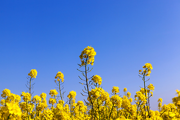 Image showing Yellow blossoming rape