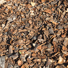 Image showing pine bark , closeup