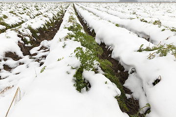 Image showing ripe carrot under snow