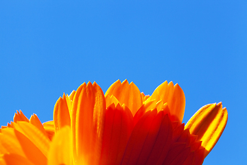 Image showing Orange calendula, close-up