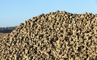 Image showing pile of of the harvest of sugar beet close up