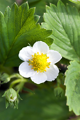 Image showing Flowers bud on strawberries