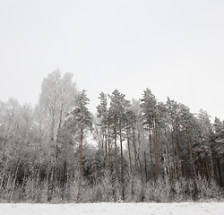 Image showing Hoarfrost on trees