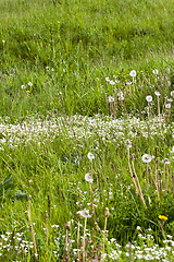 Image showing Beautiful white dandelion