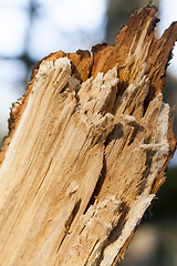 Image showing Broken tree trunk