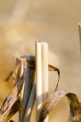 Image showing wheat harvest