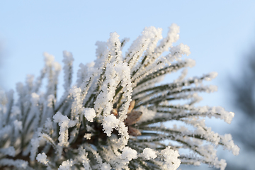 Image showing Trees under frost