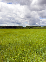 Image showing landscape of grass field