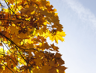 Image showing Yellow maple foliage