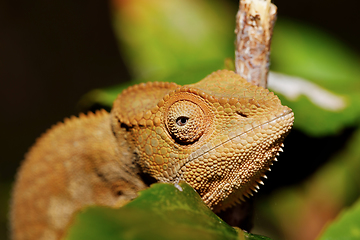 Image showing beautiful panther chameleon, Madagascar