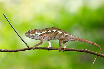 Image showing beautiful panther chameleon, Madagascar