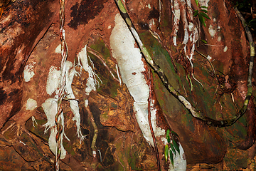 Image showing colored roots in Madagascar rainforest