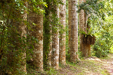 Image showing alley of big trees in Amber mountain Park. Madagascar