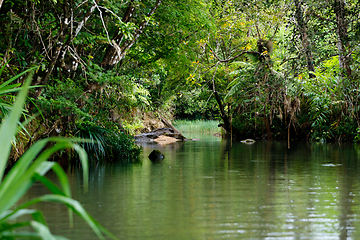 Image showing Masoala National Park landscape, Madagascar