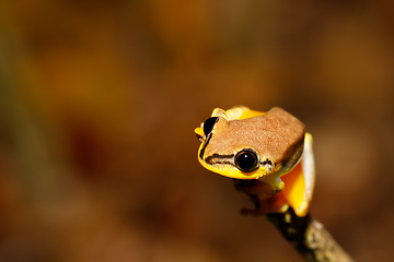 Image showing beautiful yellow tree frog, madagascar