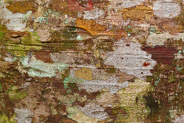 Image showing bark texture, pattern for background or backdrop