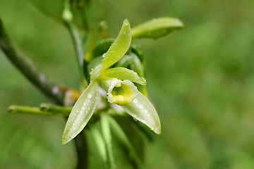 Image showing Vanilla plant flower, madagascar