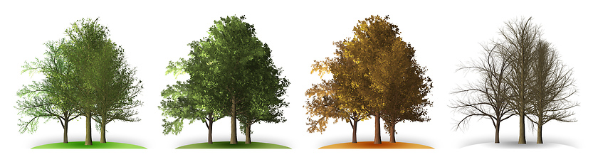 Image showing tree in four seasons