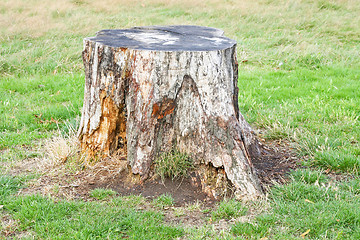 Image showing Stump