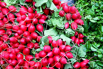 Image showing Bunched radishes