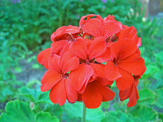 Image showing Red flox