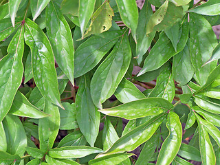 Image showing Peony leaves
