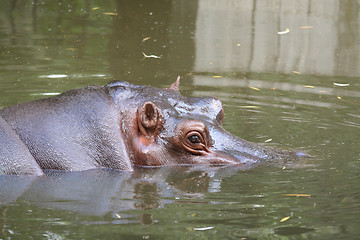 Image showing Hippopotamus