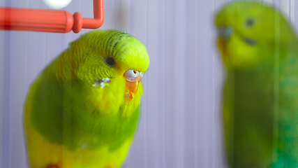 Image showing Two green wavy parrot in a cage