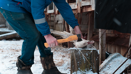 Image showing goose head chopped off with an ax