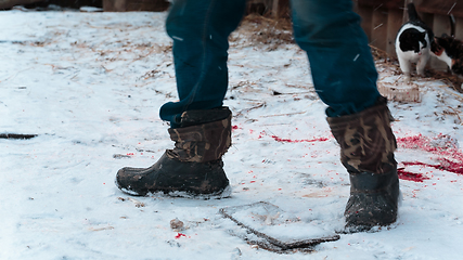 Image showing headless carcass of a goose moves on the snow in the winter