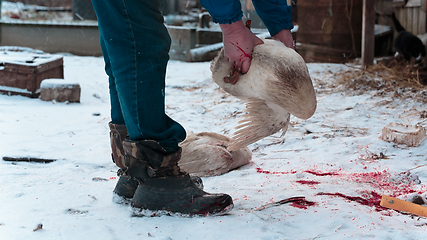 Image showing Man holds a goose carcass in his hands