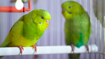 Image showing Two green wavy parrot in a cage