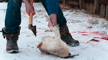 Image showing Man cuts off the wings on the goose carcass winter