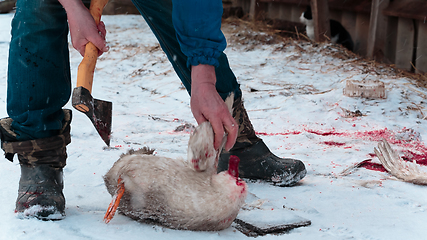 Image showing Man cuts off the wings on the goose carcass winter