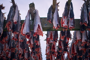 Image showing Air drying of Salmon fish on wooden structure at Scandinavian winter