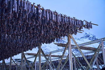 Image showing Air drying of Salmon fish on wooden structure at Scandinavian winter