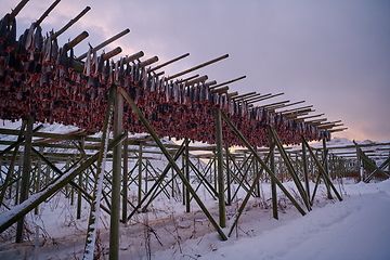 Image showing Air drying of Salmon fish on wooden structure at Scandinavian winter
