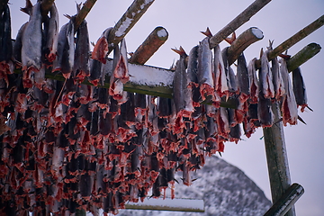 Image showing Air drying of Salmon fish on wooden structure at Scandinavian winter