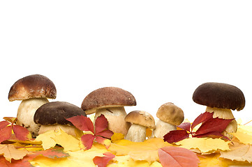 Image showing mushrooms