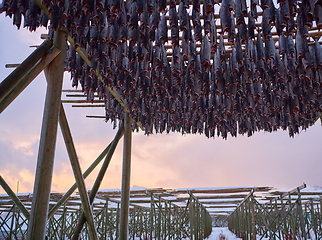 Image showing Air drying of Salmon fish on wooden structure at Scandinavian winter