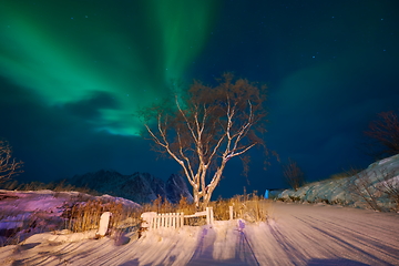 Image showing Aurora borealis Green northern lights above mountains