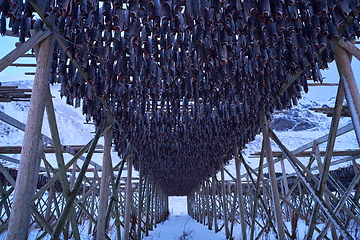 Image showing Air drying of Salmon fish on wooden structure at Scandinavian winter