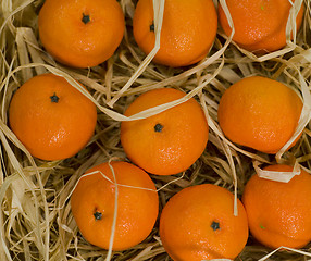 Image showing tangerines in straw