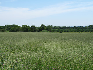 Image showing green agricultural field