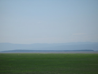 Image showing green shore at low tides