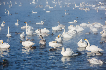 Image showing Beautiful white whooping swans