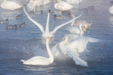 Image showing Beautiful white whooping swans