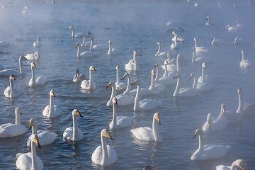 Image showing Beautiful white whooping swans