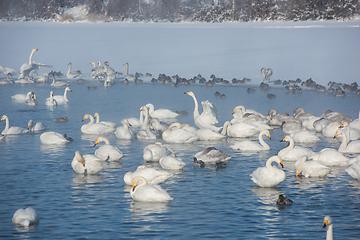 Image showing Beautiful white whooping swans