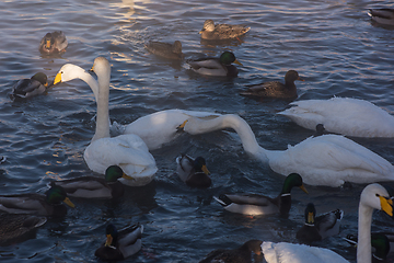 Image showing Beautiful white whooping swans